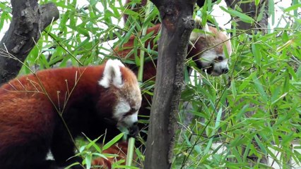 Red Panda Cubs