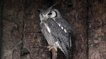 Northern White Faced Owl - Amazing Transformer Owl