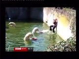 Bear attacked lady in zoo