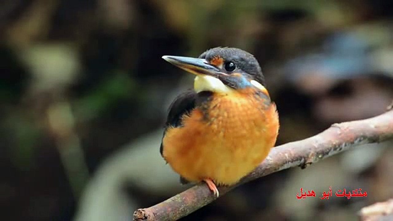 الرفراف ذو الخطوط العريضة