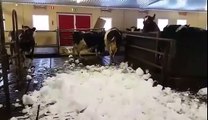 Des vaches deviennent folles dans la neige