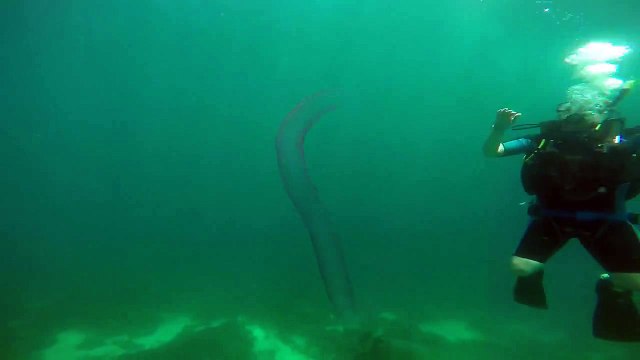 Un pyrosome géant découvert par des plongeurs