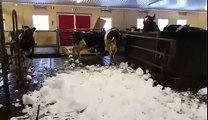 Des vaches s'éclatent avec la neige