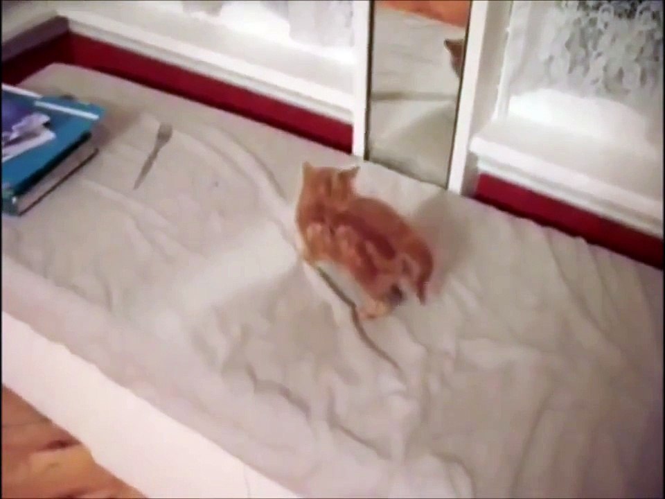 Red Kitten vs Mirror - Funny ! Рыжий Котенок борется с зеркалом !