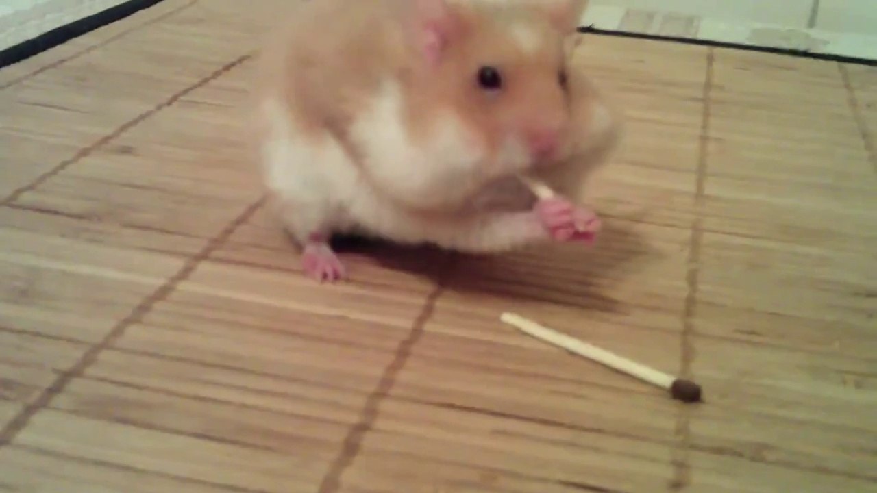 Hungry Hamster Eats Matches - Awesome ! Голодный Хомяк ест спички !