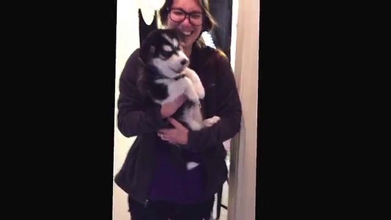 Talking husky puppy