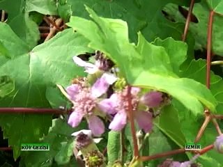 207 İzmir Fuar Arıcılık