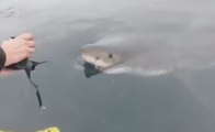 Un tiburón enfurecido ataca lancha de pescadores