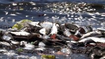 Toneladas de peixes mortos são retirados da Baia de Guanabara