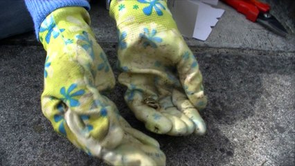 Frog in our Garden. Common Frog. Rana temporaria.