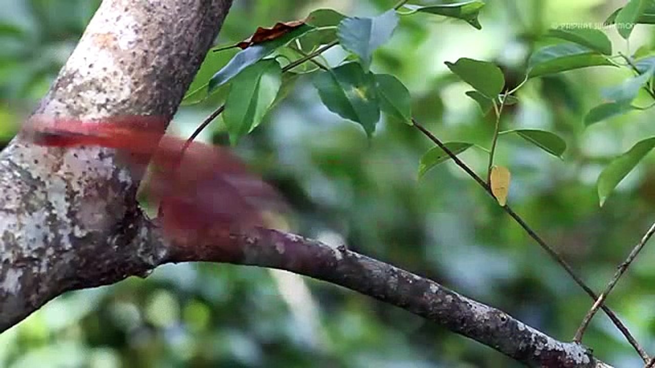 طائر الرفراف البنفسجي (الرفراف رودي)