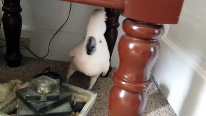 Cockatoo finding out he is going to the vet (HD)