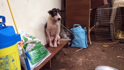 This sweet puppy was tortured by nuns