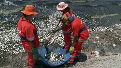 Los peces muertos de Rio de Janeiro