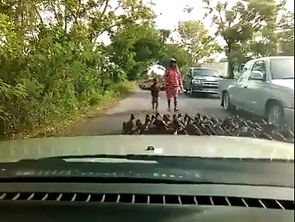 Videos graciosos 2015