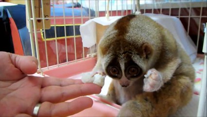 Yemek Yerken Utanan Sevimli Lemur.