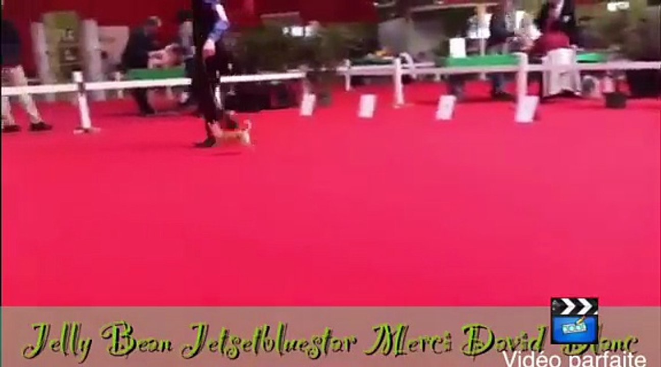CHIHUAHUA à la nationale d'élevage du 20 février 2015 jelly bean jet set's blue star MEILLEURPUPPY