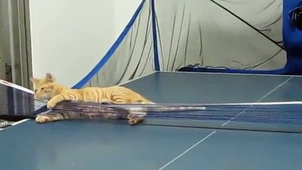 Cat Doesn't Respect Ping Pong Rules!