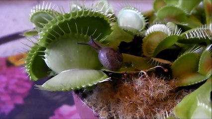 ESCARGOT détruite par VENUS FLY TRAP