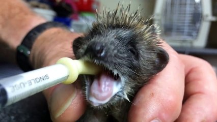 Feeding Harry the Orphan Baby Hedgehog