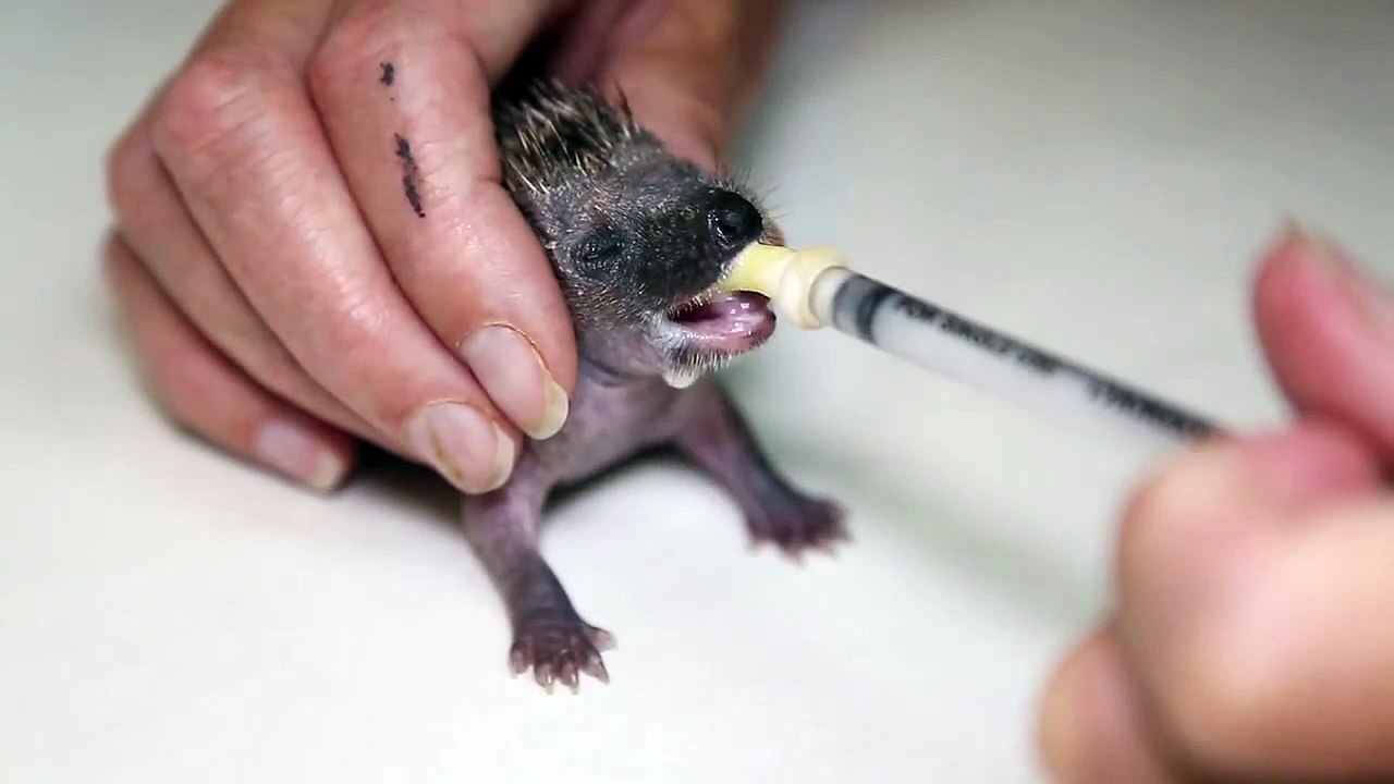 Feeding Time for Harry the Hedgehog