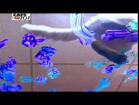 CATS 101 - Devon Rex [ENG]