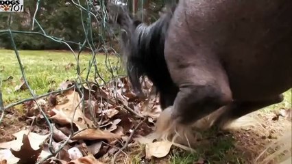 DOGS 101 - Chinese Crested [ENG]
