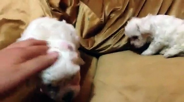 Satılık Maltese Terrier Yavruları