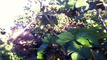 جولة في مزرعة الجوافة في قلقيلية مناظر خلابة لن تنساها