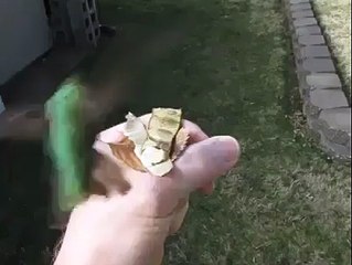 ﷲ رب العزت کی ایک زبردست تخلیق دیکھنا نہ بھولیں