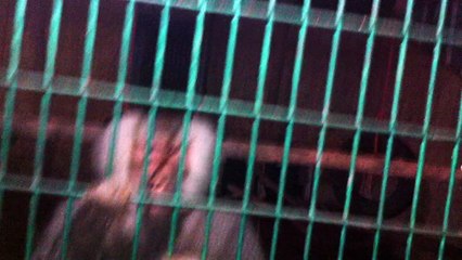 قرد غريب الاطوار يجن جنونه اذا قلت له كلمة لأ