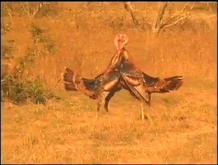 Check Out This Awesome Gobbler Fight