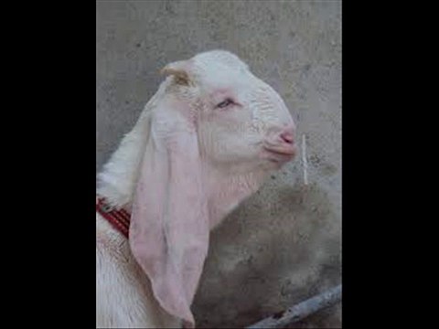 BAKRI BAKRA MILAP KA MOUSAM BY DR.ASHRAF SAHIBZADA