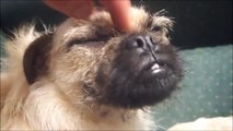 Poppie The Pug Puppy Is a Sleepy Head and Gets a Head Massage