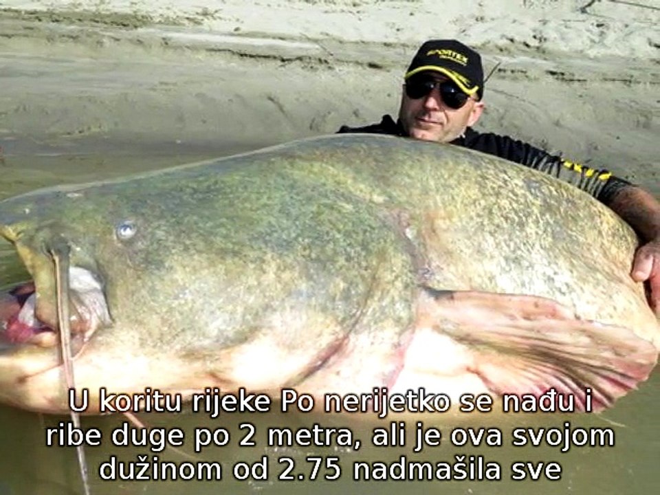 Ogromna riba upecana u rijeci Po - video Dailymotion