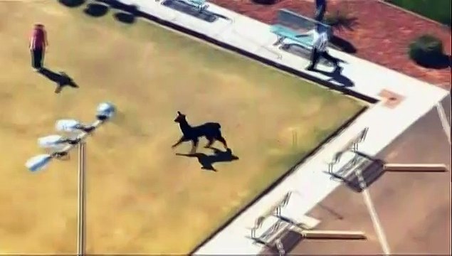 Etats-Unis : deux lamas se font la belle dans les rues de Phoenix