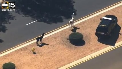 2 lamas en cavale en Arizona : une traque interminable à travers la vile!