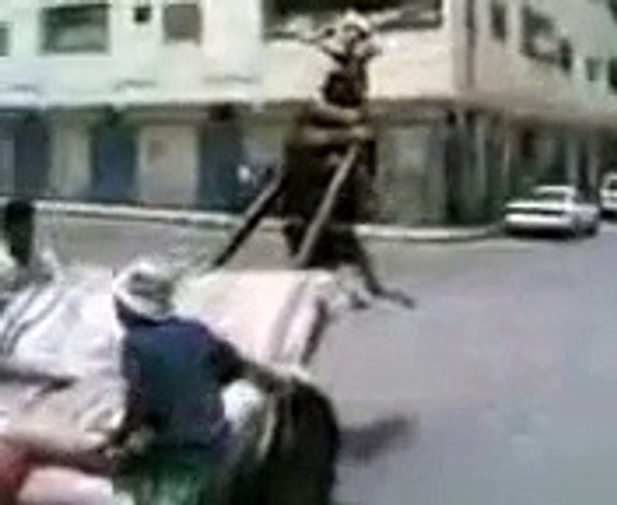 HOW TO LOAD A CARRIAGE _ ANIMAL LOL VIDEO - FUNNY MEGA LOL MOVIE _ Haha