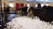 Des vaches deviennent folles en voyat de la neige!