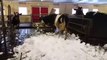 Funny Cows go nuts in snow!