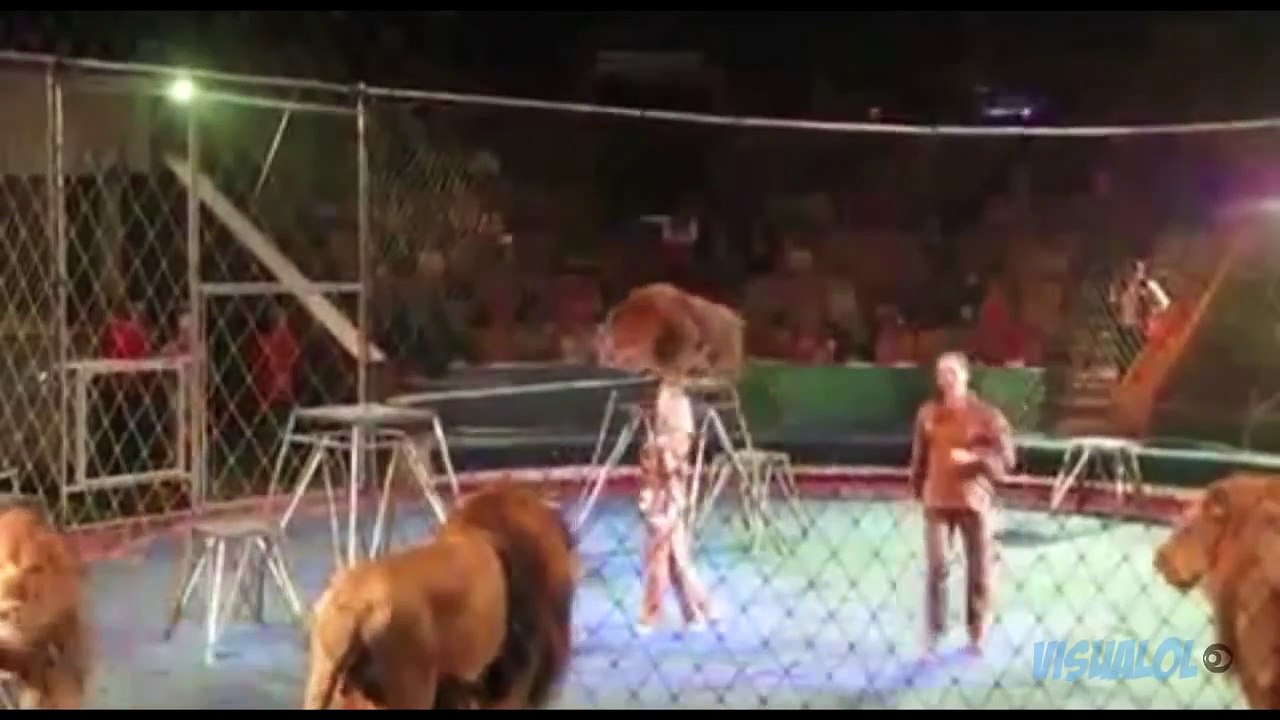 Animals Attack! Compilation   HD