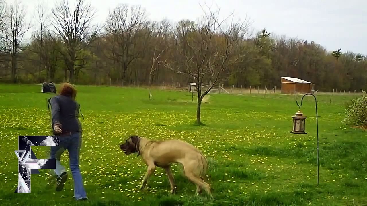 Animals Can Be Jerks - Supercut Compilation