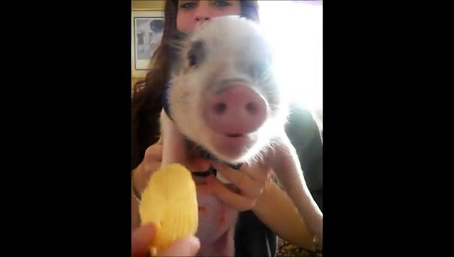 Pet Miniature pig making funny cartoon sounds while eating potato chips
