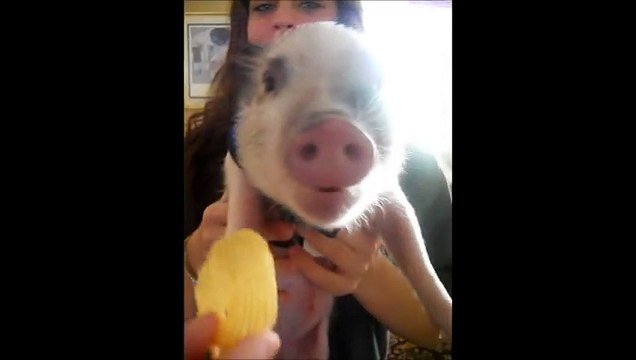 Ce bébé cochon fait des bruits de cartoon en mangeant ses chips!