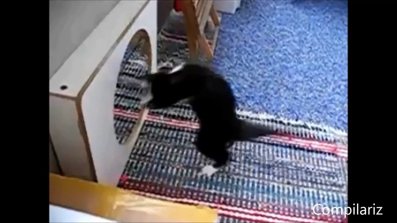 Animals vs Mirrors Compilation