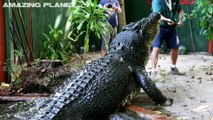 5 of the WORLD S BIGGEST CROCODILES ever caught on film! ULTIMATE CROC compilation!