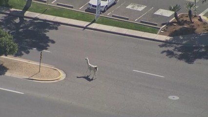 Des lamas pourchassés à Phoenix