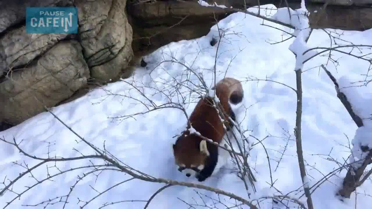 des pandas roux adorables jouent dans la neige !