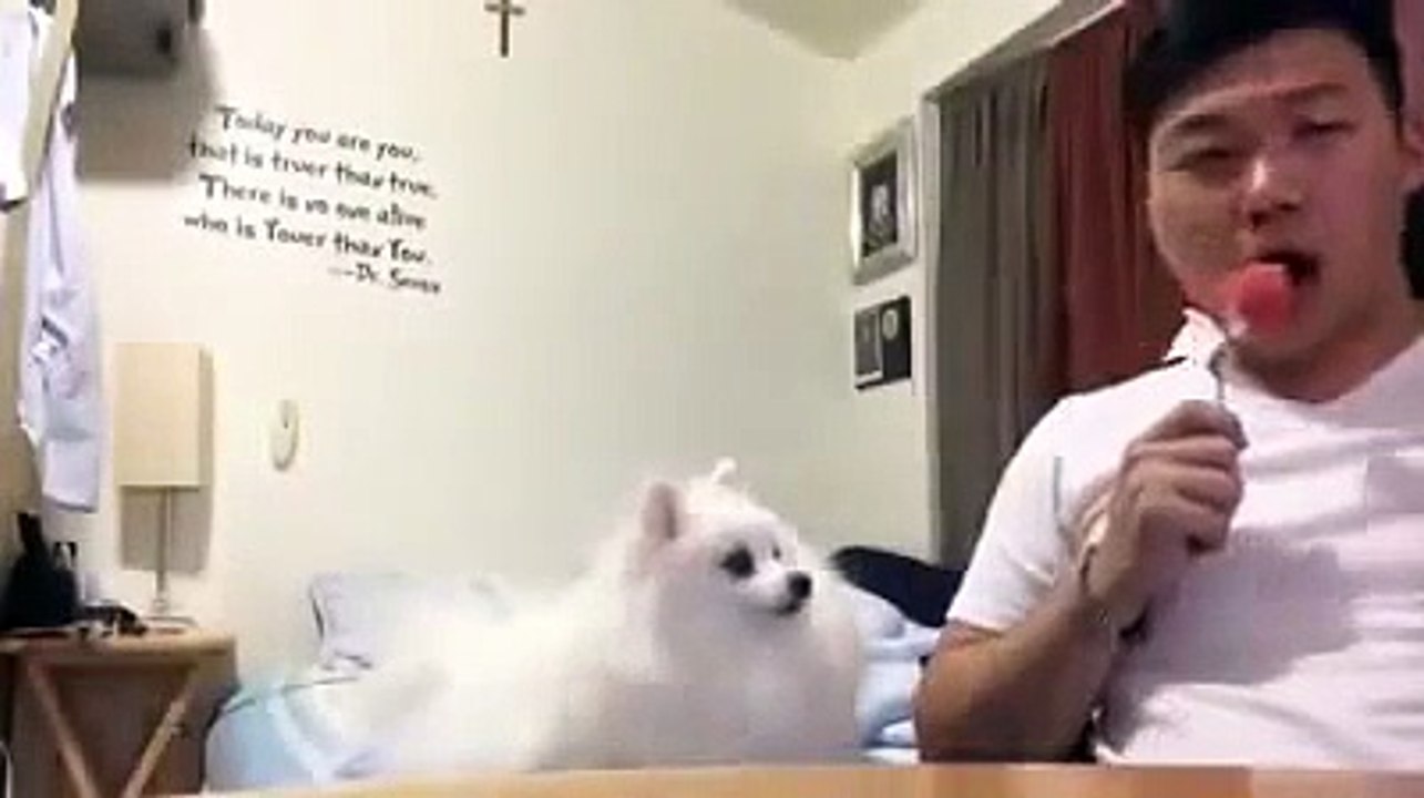 Dog really wants watermelon