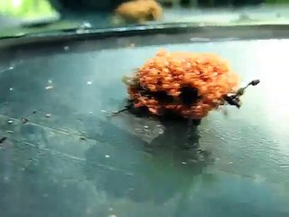 The army of spiders against bee